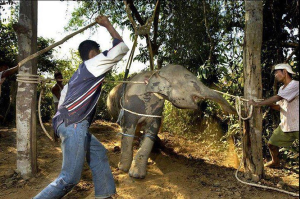 Hvorfor du ikke bør ride på elefanter på din - Culture Adventure